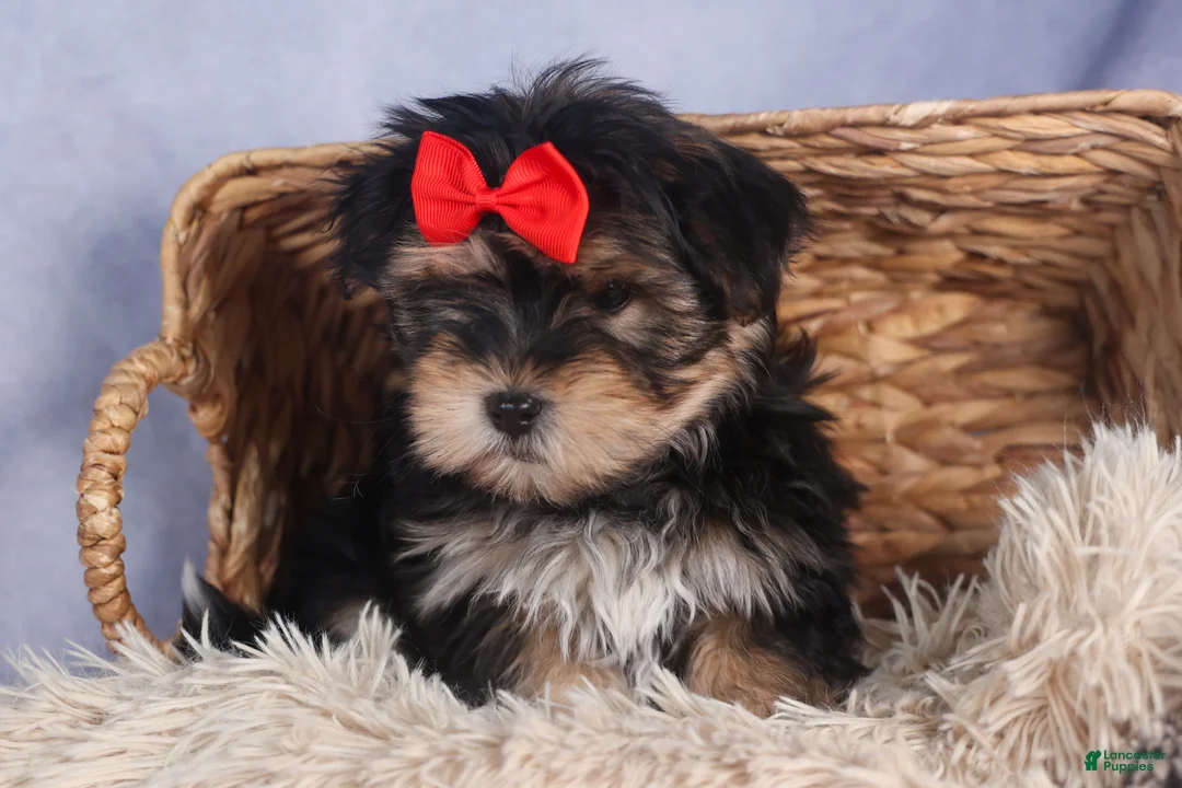 Morkie dogs for sale: Nash - Ad 14