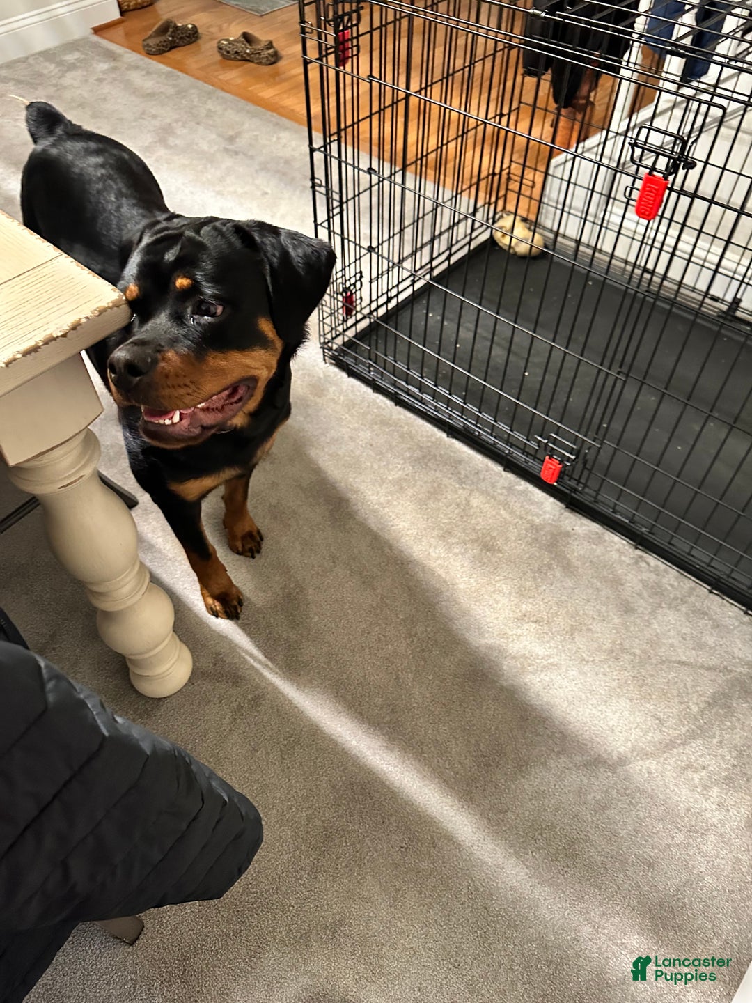 Gallery Image {{count}}