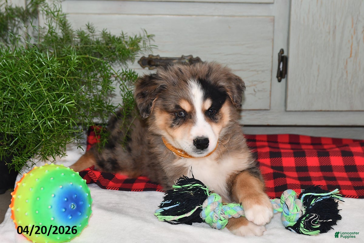 Australian Shepherd dogs Luke - Ad 2