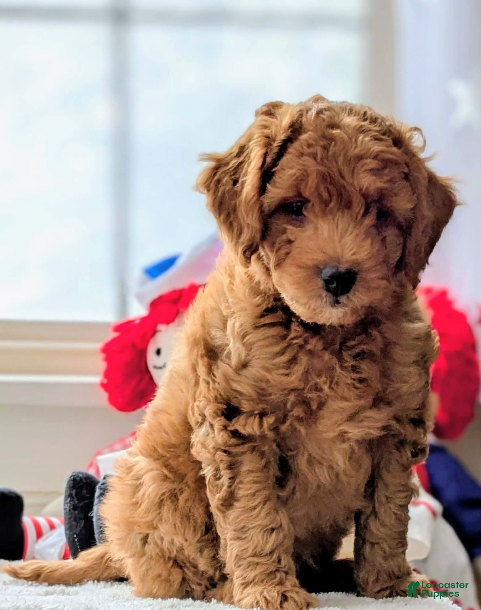 Goldendoodle dogs Golden Mountain Doodle Puppy 2 - Ad 4