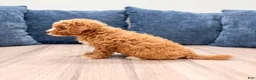 Mini Goldendoodle dogs for sale: Myla - Ad 4