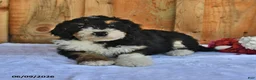 Bernedoodle dogs for sale: Duke - Ad 4