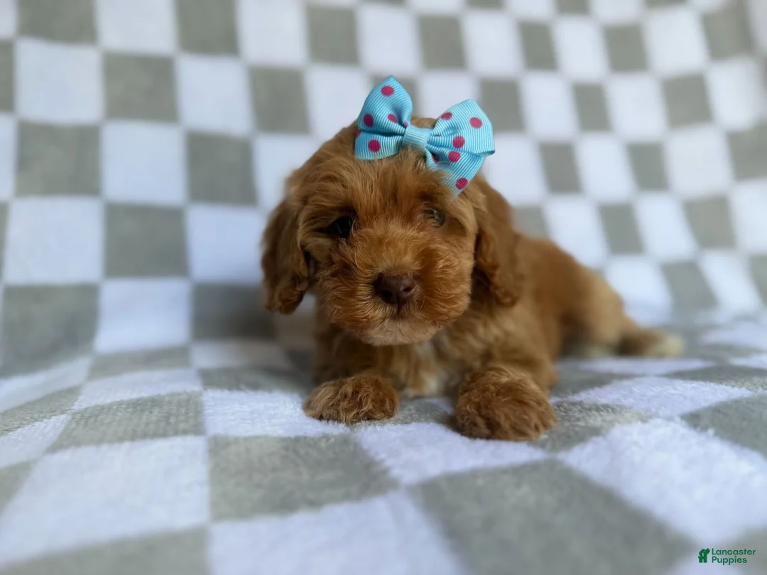Cockapoo dogs for sale: Fancy - Ad 2