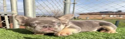 French Bulldog dogs for sale: Rocky 🩶 Rare Lilac Tan Fluffy in LA, CA-USA DELIVERY & FINANCING OPTIONS AVAILABLE! - Ad 23