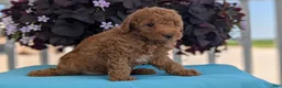 Toy Poodle dogs for sale: Toby - Ad 7