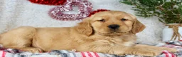 Golden Retriever dogs for sale: Murphy - Ad 5