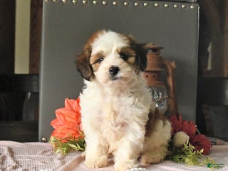 Maltipoo dogs - Ad 41