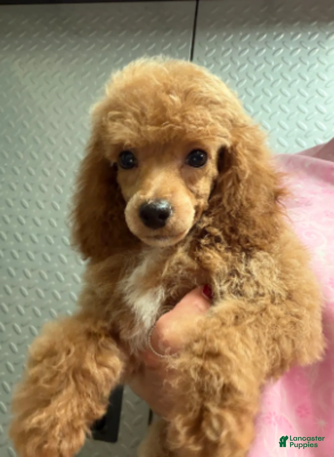 Miniature Poodle dogs for sale: Aurora girl - Ad 4