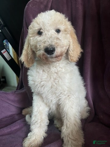 Goldendoodle dogs Brownie male - Ad 2