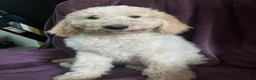 Goldendoodle dogs for sale: Brownie male - Ad 2