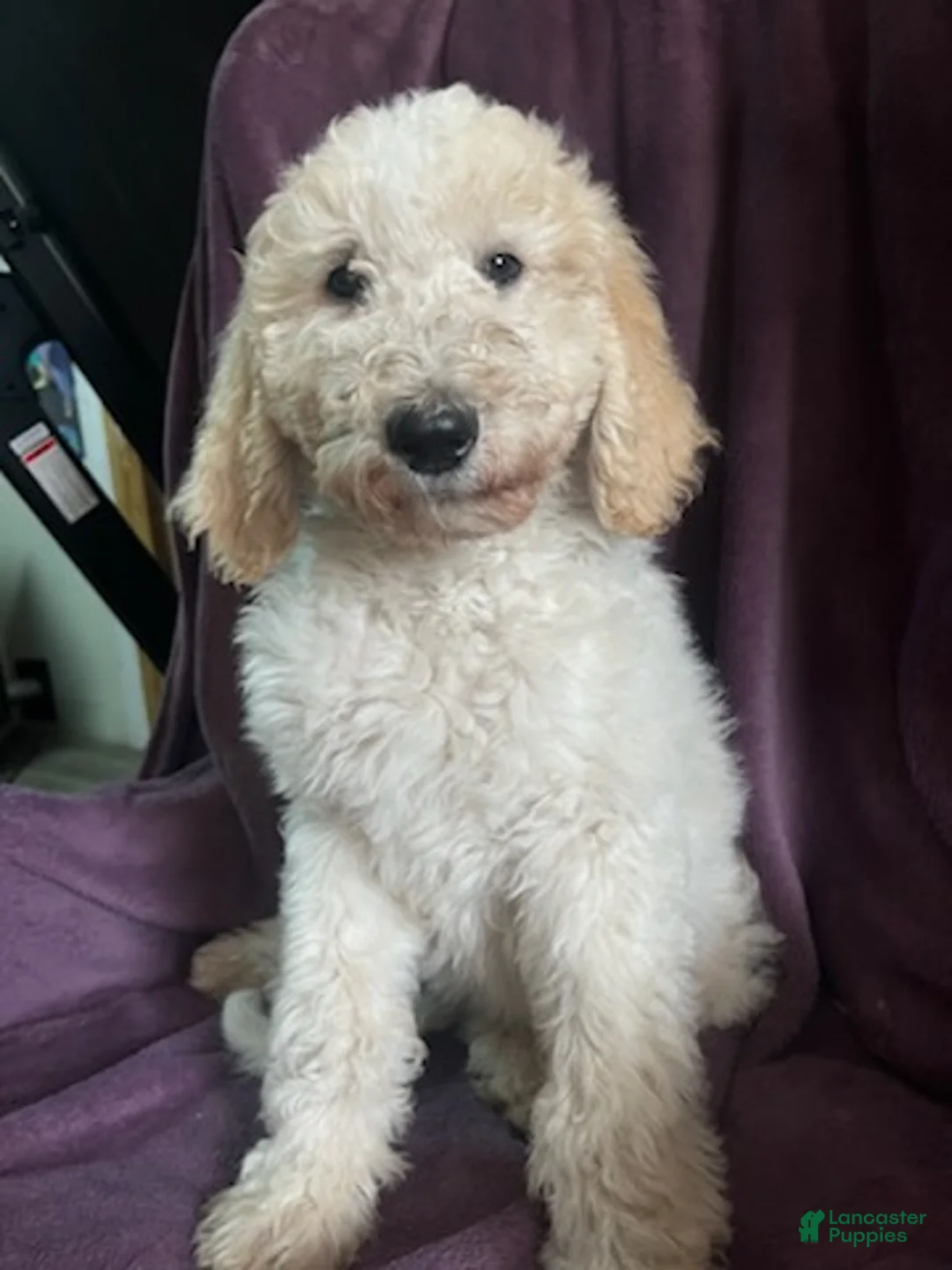 Goldendoodle dogs for sale: Brownie male - Ad 2