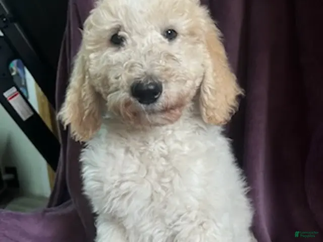 Goldendoodle dogs Brownie male - Ad 2