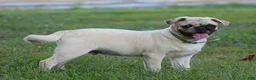 Pug dogs for sale: Arlin Pug Puppy - Ad 4