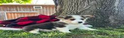 Welsh Corgi Pembroke dogs for sale: Tommy ❤️🐾Akc Genetic Tested Clear🐾❤️ - Ad 6