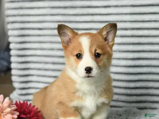 Welsh Corgi Pembroke dogs Crumbles - Ad 30