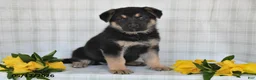 German Shepherd dogs for sale:  Nakita - Ad 5