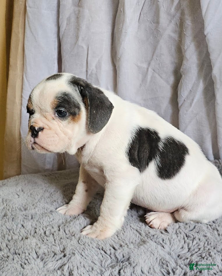 Mixed Breed dogs Ringo - Ad 42