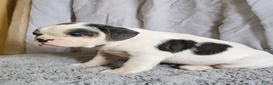 Ringo