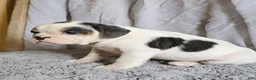 Mixed Breed dogs for sale: Ringo - Ad 1