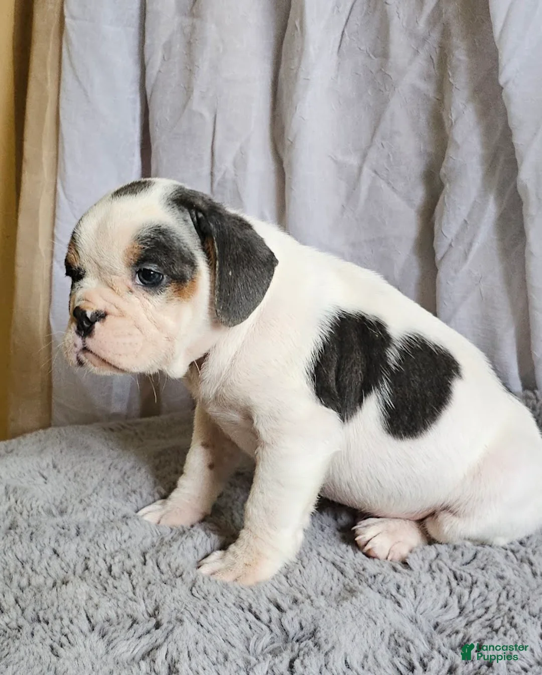 Mixed Breed dogs for sale: Ringo - Ad 1