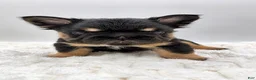French Bulldog dogs for sale: T-Bone - Ad 4