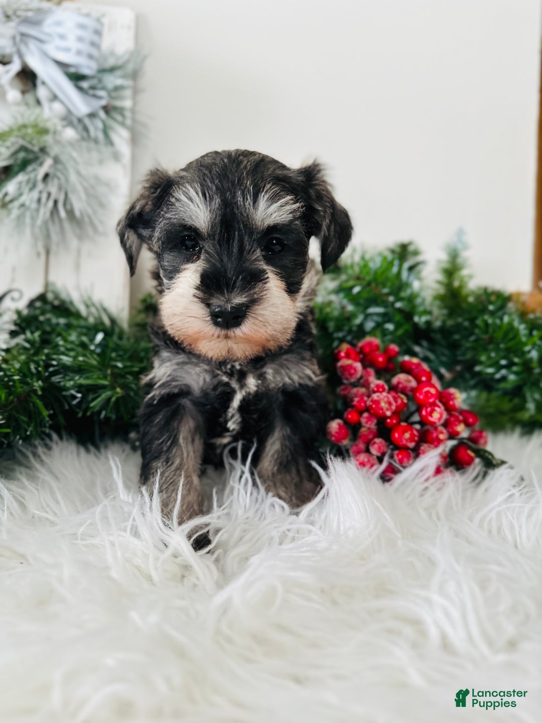 Miniature Schnauzer dogs for sale: Bandit - Ad 8
