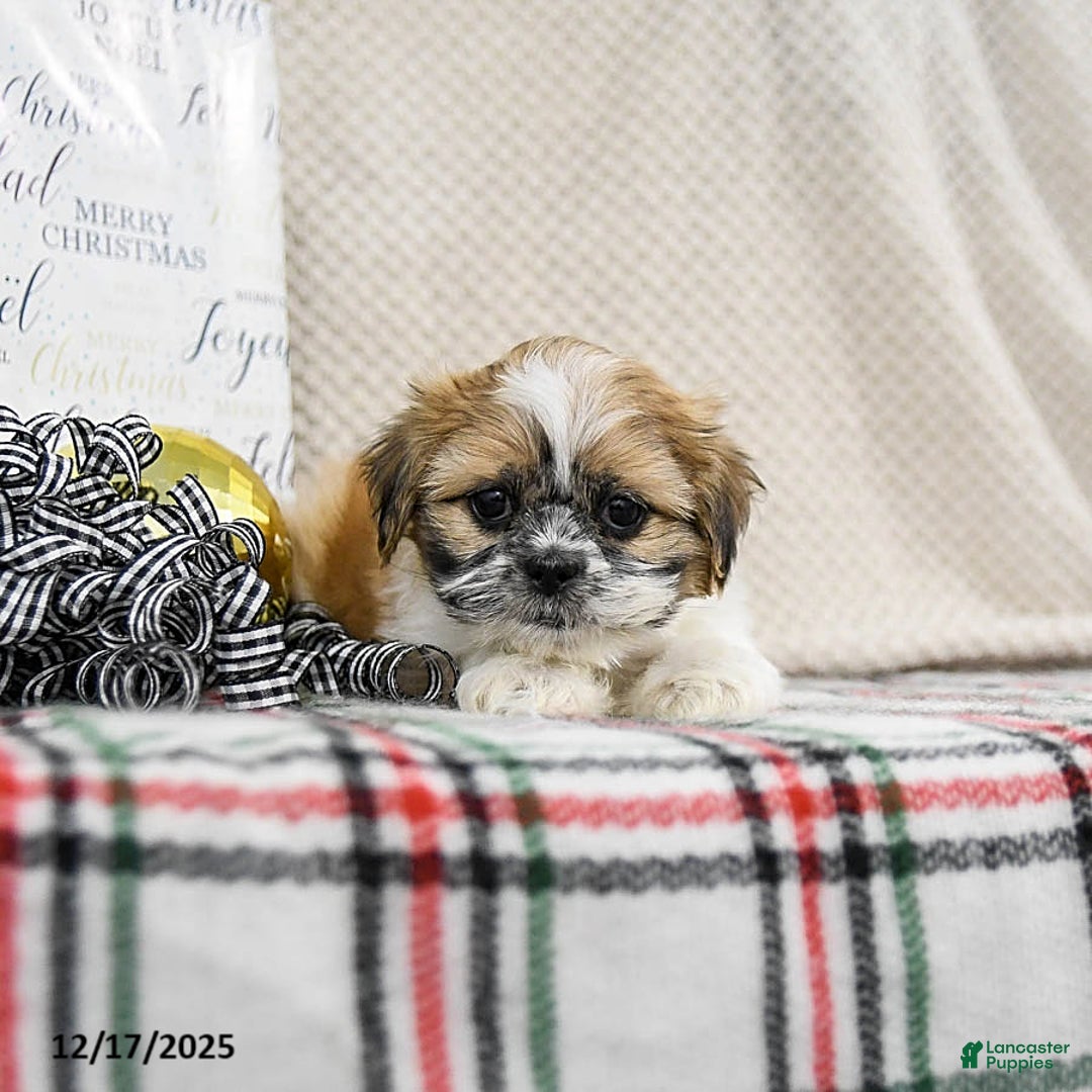 Shih Tzu dogs for sale: Kline - Ad 1