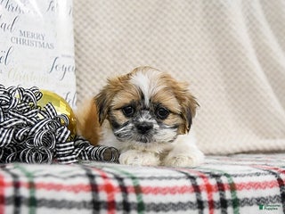 Shih Tzu dogs Kline - Ad 6