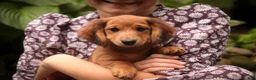 Miniature Dachshund dogs for sale: Ari Miniature Dachshund - Ad 7