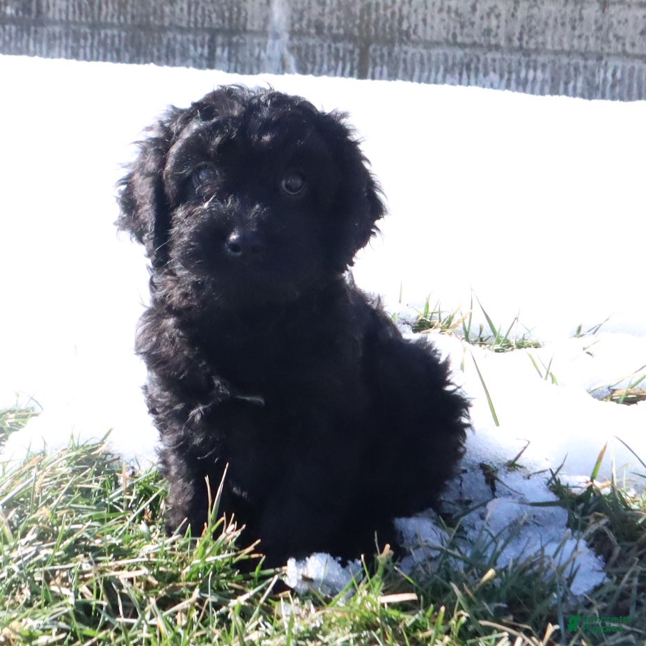 Cavapoo dogs Duke - Ad 2