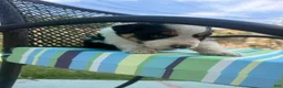 Australian Shepherd dogs for sale: Australian Shepherd Puppy 1 - Ad 3