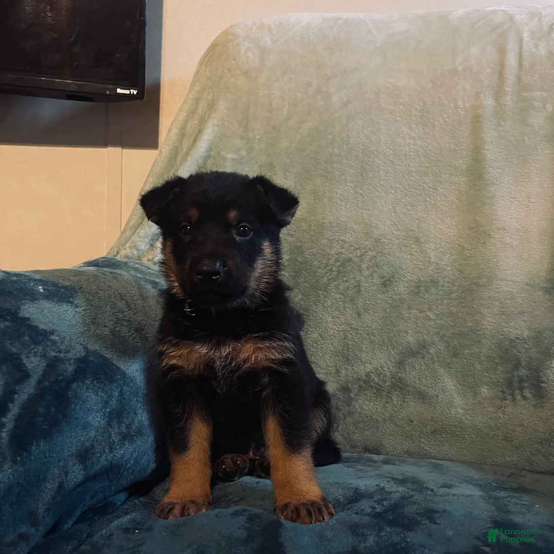 Golden Shepherd dogs for sale: German Shepherd Puppy 6 light purple boy - Ad 1