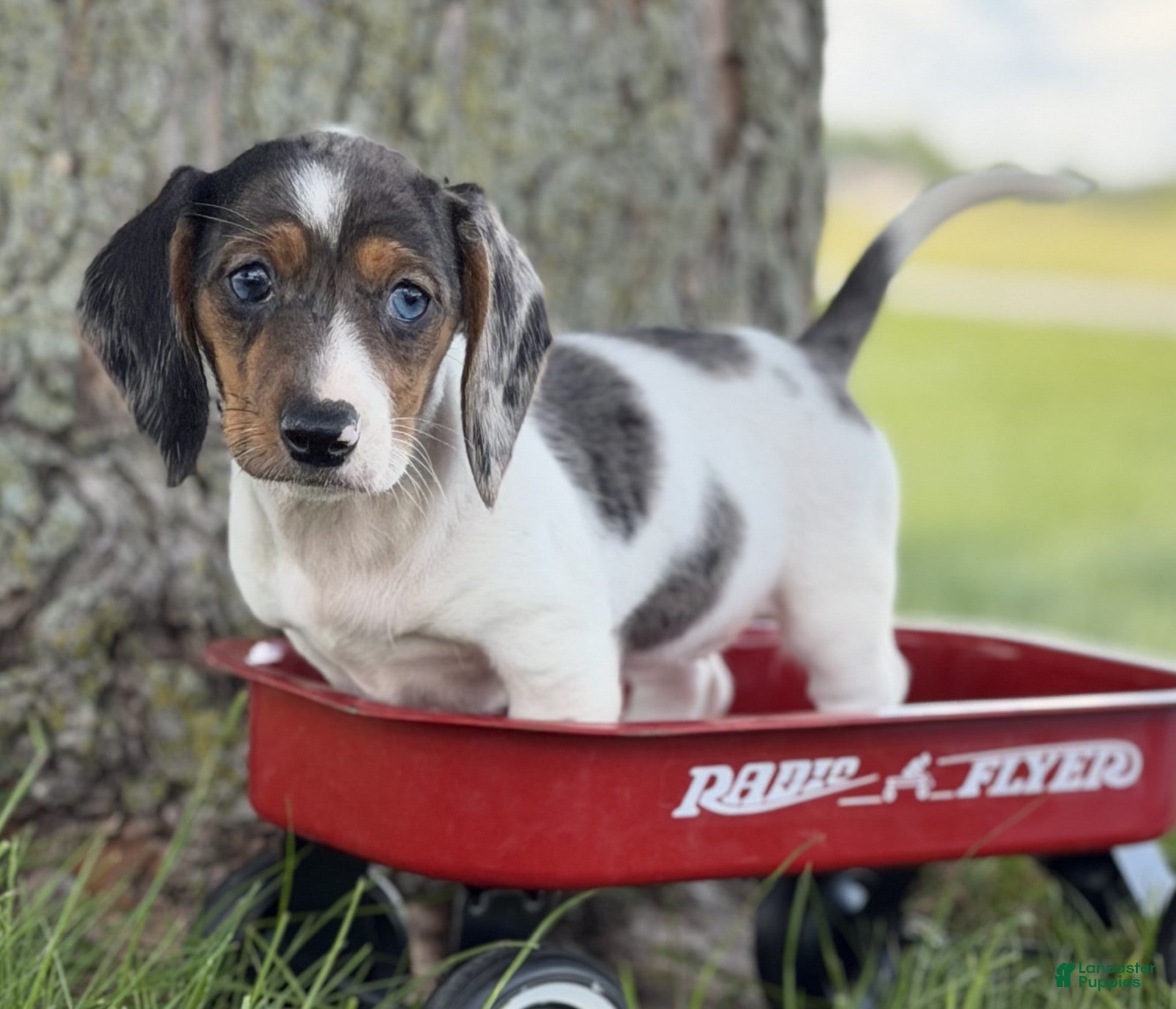 Miniature Dachshund dogs Rain - Ad 2