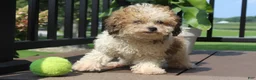 Miniature Poodle dogs for sale: Hallie - Ad 1