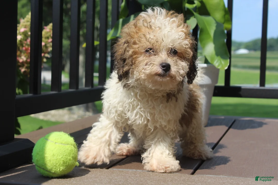 Miniature Poodle dogs for sale: Hallie - Ad 1