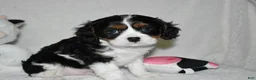 Cavalier King Charles Spaniel dogs for sale: Ugo  - Ad 8