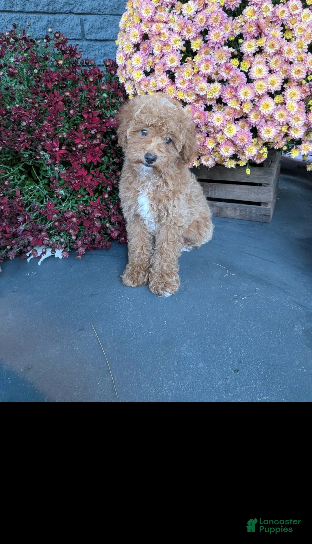 Toy Poodle dogs for sale: George  - Ad 1