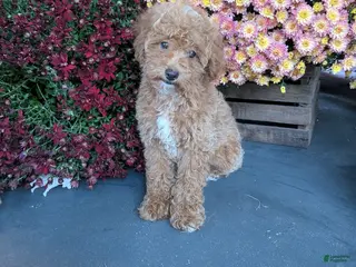 Toy Poodle dogs George - Ad 1
