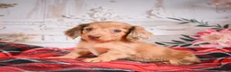 Miniature Dachshund dogs for sale: AKC-Edgar - Ad 8