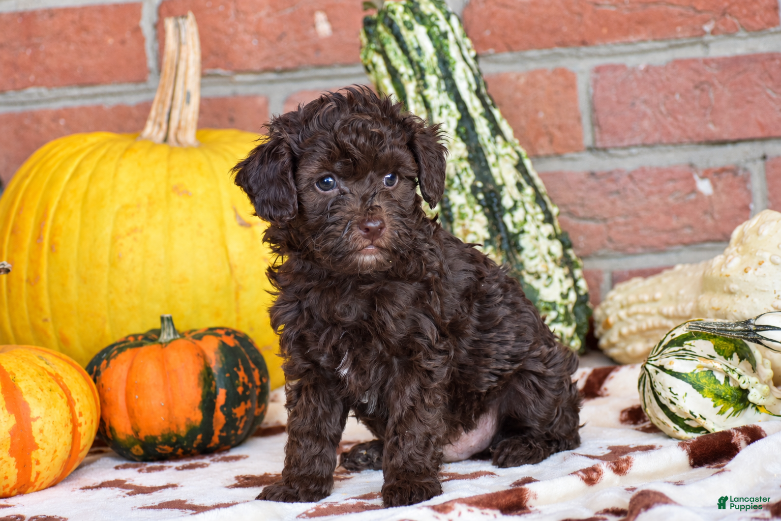 Havapoo dogs for sale: Davis - Ad 1