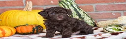 Havapoo dogs for sale: Davis - Ad 1