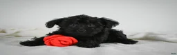 Yorkiepoo dogs for sale: Ammon - Ad 5