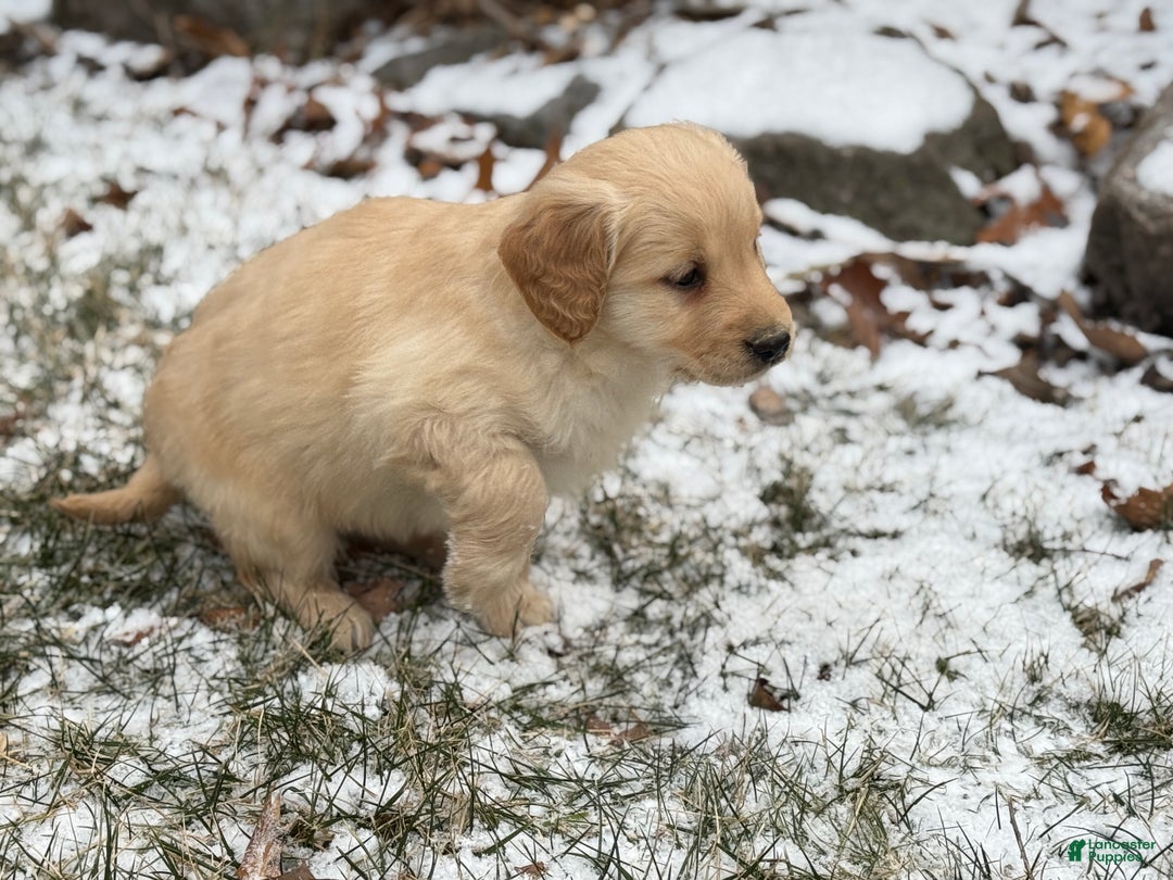 Golden Retriever dogs for sale: Sandy - Ad 8