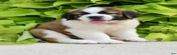 Saint Bernard dogs for sale: Amy May - Ad 3