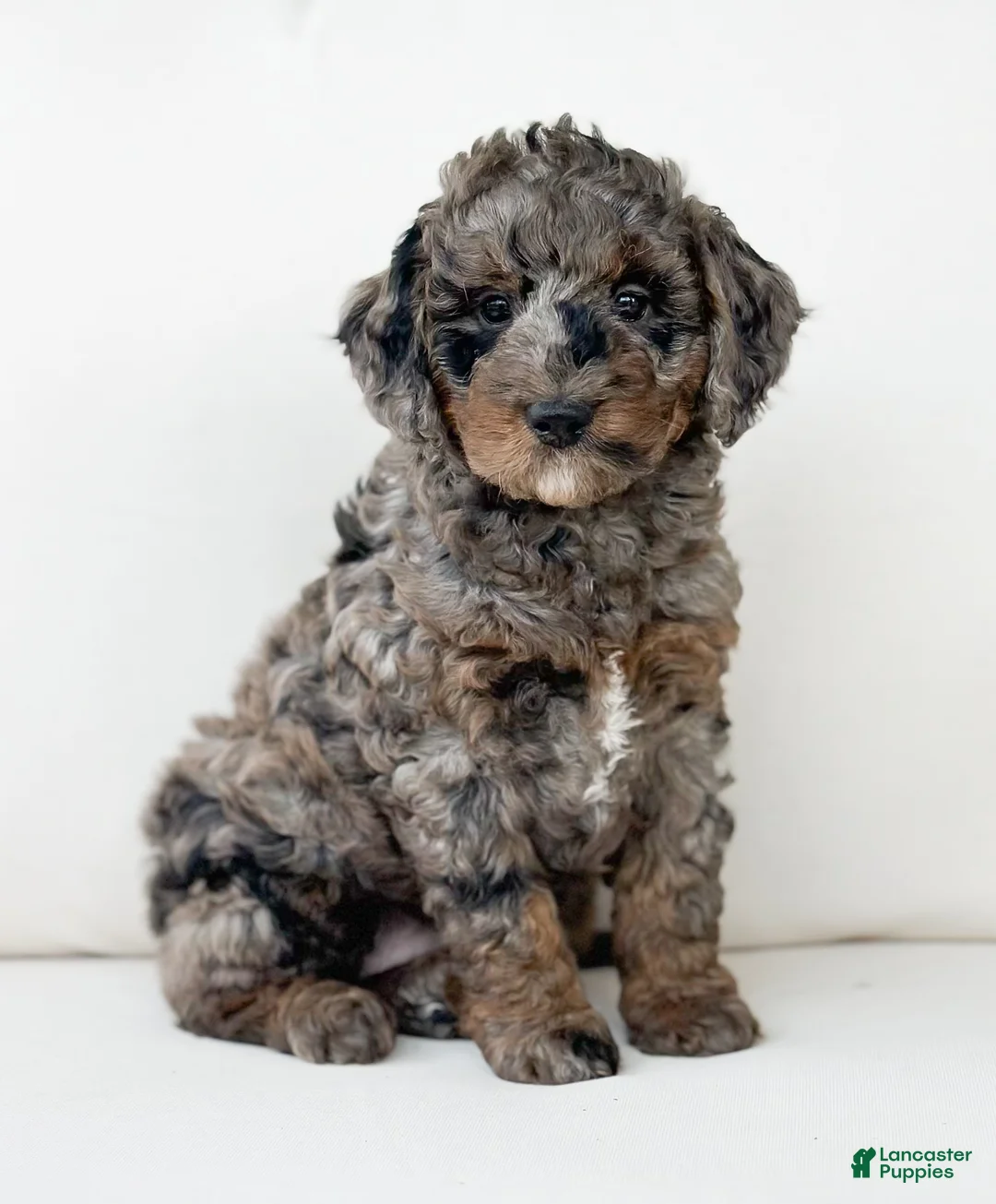 Mini Goldendoodle dogs for sale: Juliet - Ad 2