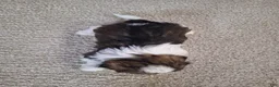 Shih Tzu dogs for sale: Layla  - Ad 5
