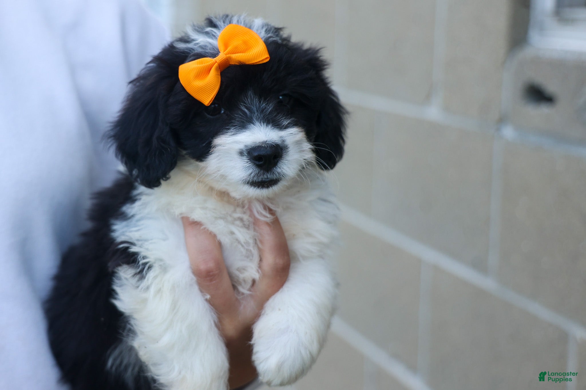 Corgipoo dogs NORMAN - Ad 1