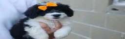Corgipoo dogs for sale: NORMAN - Ad 16