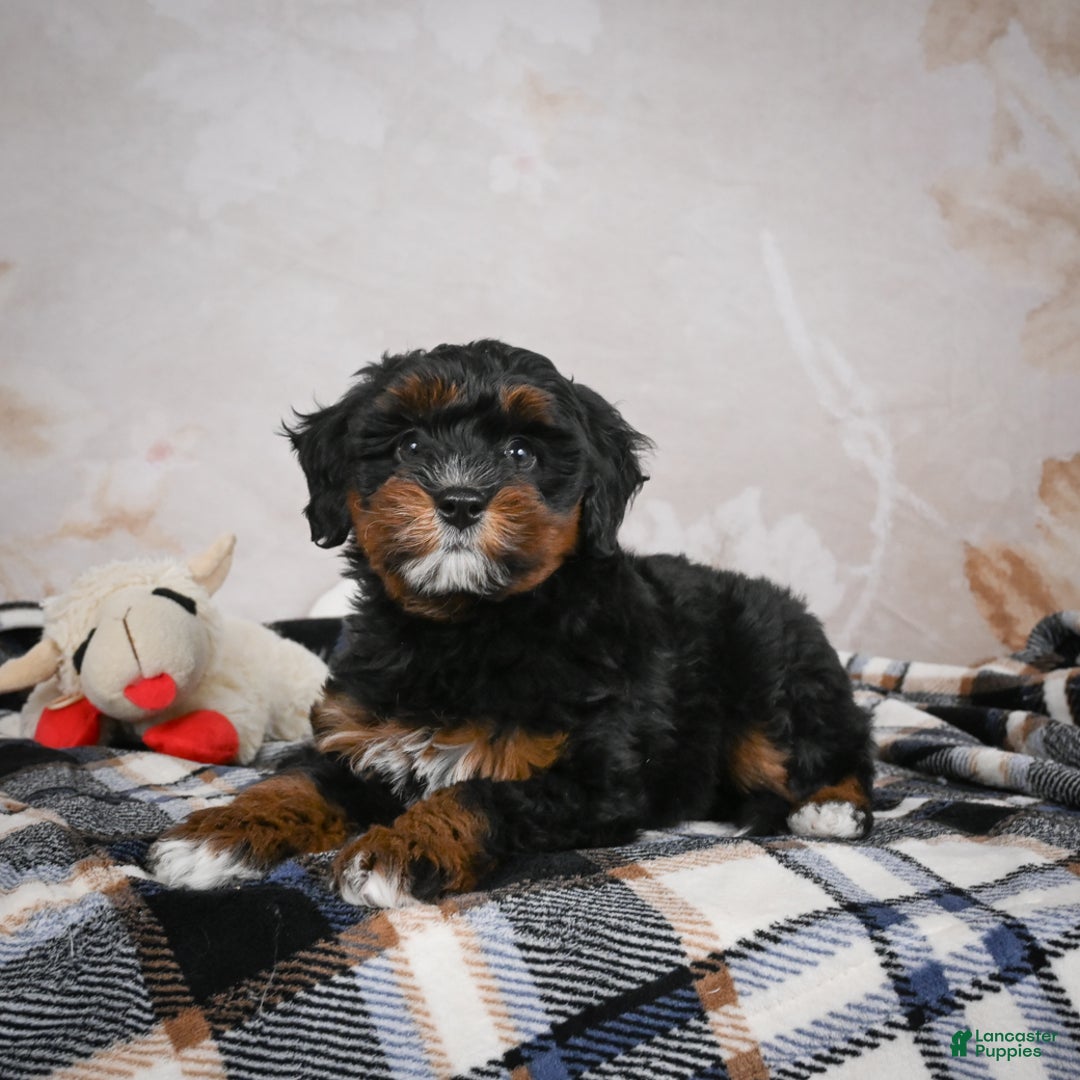 Bernedoodle dogs for sale: Kobe - Ad 12