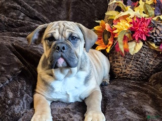 Mixed Breed dogs - Ad 26